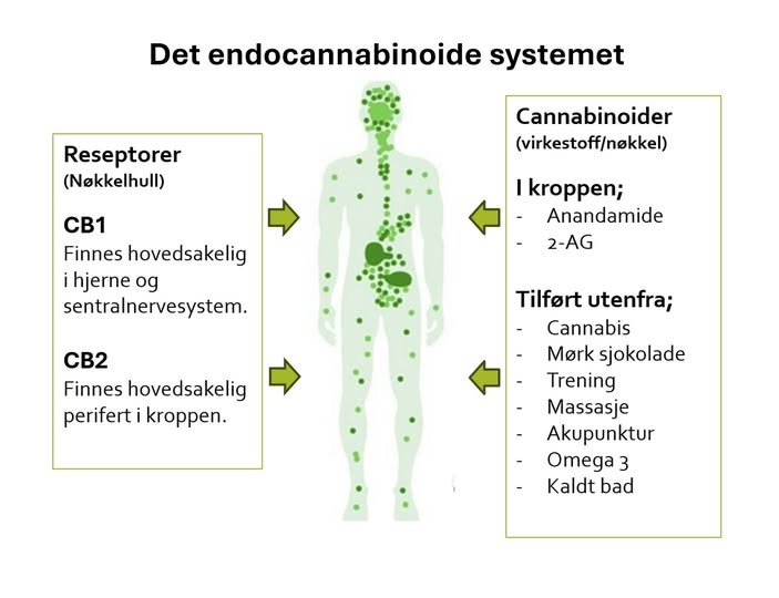 Endocannabinoide systemet